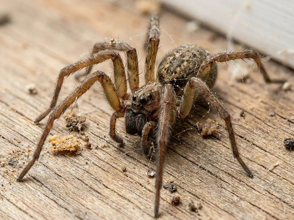 Fourmis, Araignées et autres rampants